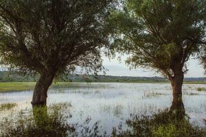 paesaggio di un' allagato prato con alberi nel il primo piano. alberi nel il acqua a seguire il alluvione come un' risultato di globale riscaldamento. foto