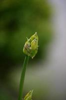 il fiore del parco sboccia un giorno foto