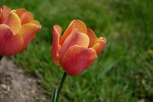 fiore di tulipano arancione brillante foto