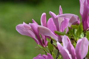 grandi fiori di magnolia rosa foto