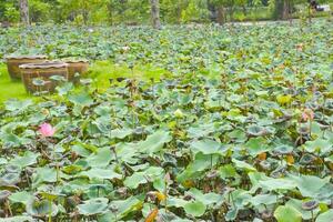 loto campo nel chatuchak parco, bangkok, Tailandia foto