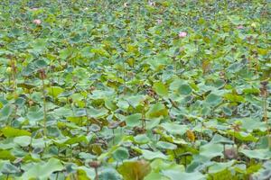 loto campo nel chatuchak parco, bangkok, Tailandia foto