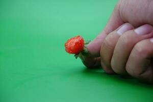 mano Tenere un' Bitten fragola isolato su verde sfondo. foto