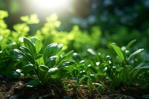 verde pianta le foglie con luce del sole. ai generato foto