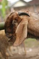 avvicinamento di un' capra legato per un' polo di per essere sacrificata per eid foto