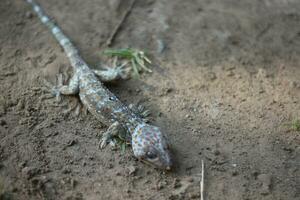 tokay geco a piedi su terra su sfocato sfondo. foto