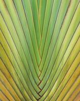 ravenala madagascariensis palma foto