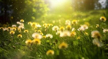 camomilla campo fiori confine. bellissimo natura scena con fioritura medico camomilla nel sole bagliore. alternativa medicina primavera margherita. estate fiori. estate sfondo. generato ai foto