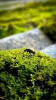 un' verde scarafaggio è su un' muschio coperto roccia foto