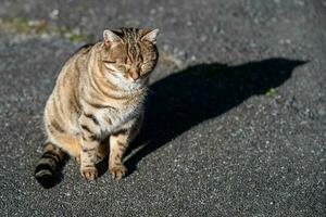 rilassare banda Marrone gatto prendere il sole su il pavimento. foto