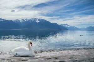 bianca cigni a lago Ginevra nel vevey, Svizzera. foto