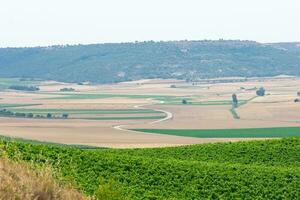 vigneto campo con altopiano di Spagna foto