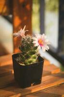 cactus succulento pianta. casa pianta concetto foto