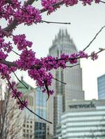 primavera fioritura pianta e fiore nel Carlotta nord carolina foto