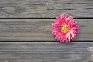 fedi nuziali su dalia rosa foto