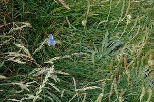 Comune blu farfalla , poliommato Icaro, riposo a ovest pentire nel Cornovaglia foto