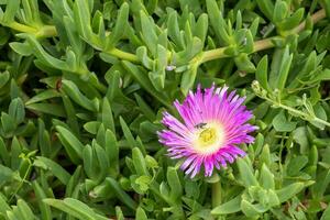 rosa fiori, carpobrotus edulis, fioritura nel polzeath Cornovaglia foto