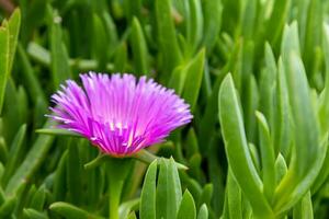 rosa fiori, carpobrotus edulis, fioritura nel polzeath Cornovaglia foto