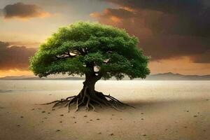 albero tramonto nel campo con montagna e nube foto