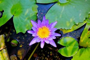 viola loto fiore in crescita su il lago, loto fiore natura sfondo foto