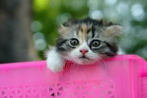 gatto provato per scalata su di il cestino. foto