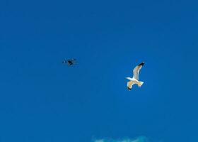 gabbiano attaccare fuco con un' blu cielo su un' sfondo foto