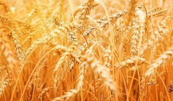 campo di maturo grano.raccolto concetto. foto