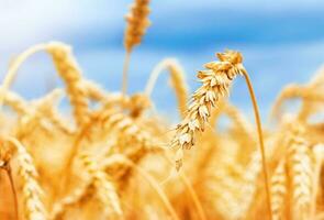 orecchie di d'oro Grano avvicinamento. il concetto di un' ricco raccolto. foto