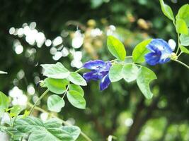 farfalla pisello blu fiore su bokeh sfondo natura impianti foto