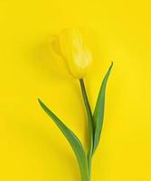 tulipano su sfondo giallo mimimalistico piatto stock photo