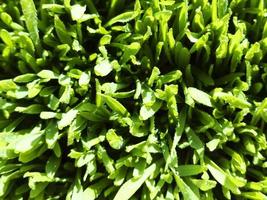 giovane grano verde erba con una goccia di rugiada vista dall'alto foto d'archivio