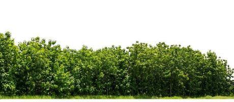 verde alberi isolato su bianca sfondo. siamo foresta e fogliame nel estate per tutti e due stampa e ragnatela pagine con tagliare sentiero e alfa canale foto