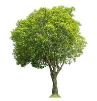 albero verde isolato su sfondo bianco. foto