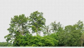 verde alberi isolato su trasparente sfondo foresta e estate fogliame per tutti e due Stampa e ragnatela con tagliare sentiero e alfa canale foto