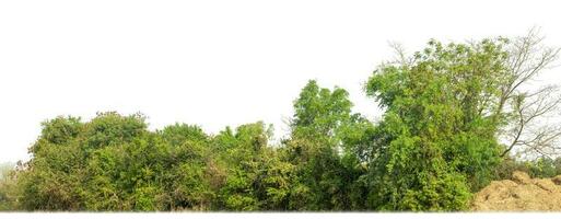 verde alberi isolato su bianca sfondo.sono foresta e fogliame nel estate per tutti e due stampa e ragnatela pagine con tagliare sentiero e alfa canale foto