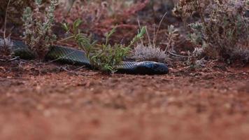 un serpente mumba nero africano che si nasconde dietro l'erba foto