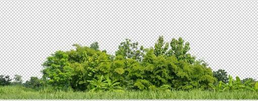 verde alberi isolato su trasparente sfondo foresta e estate fogliame per tutti e due Stampa e ragnatela con tagliare sentiero e alfa canale foto