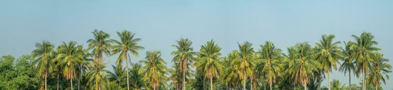 panoramico Visualizza di verde palma alberi nel estate, blu cielo sfondo. foto