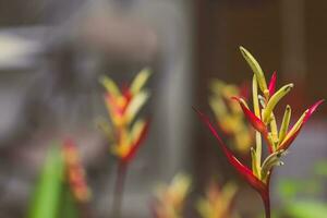 Vintage ▾ uccello di Paradiso fiore, heliconia fiore foto