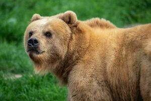 kamchatka orso nel il erba, ursus arctos beringianus foto