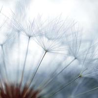 bellissimo fiore di tarassaco nella stagione primaverile foto