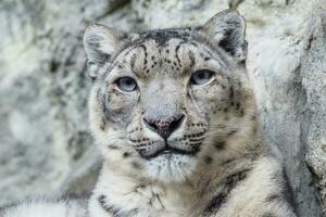 ritratto di un' neve leopardo vicino su su un' pietra sfondo foto