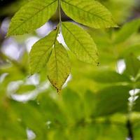 foglie di albero verde nella stagione primaverile foto