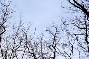 rami degli alberi e cielo azzurro nella stagione autunnale foto