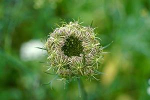 bella pianta di fiori verdi nella stagione primaverile foto