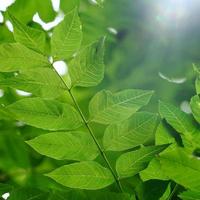 foglie verdi dell'albero nella natura