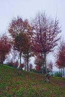 alberi con foglie rosse nella stagione autunnale foto