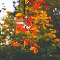 foglie marroni degli alberi nella stagione autunnale