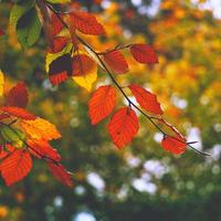 foglie marroni degli alberi nella stagione autunnale