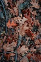 foglie secche marroni e rami d'albero foto